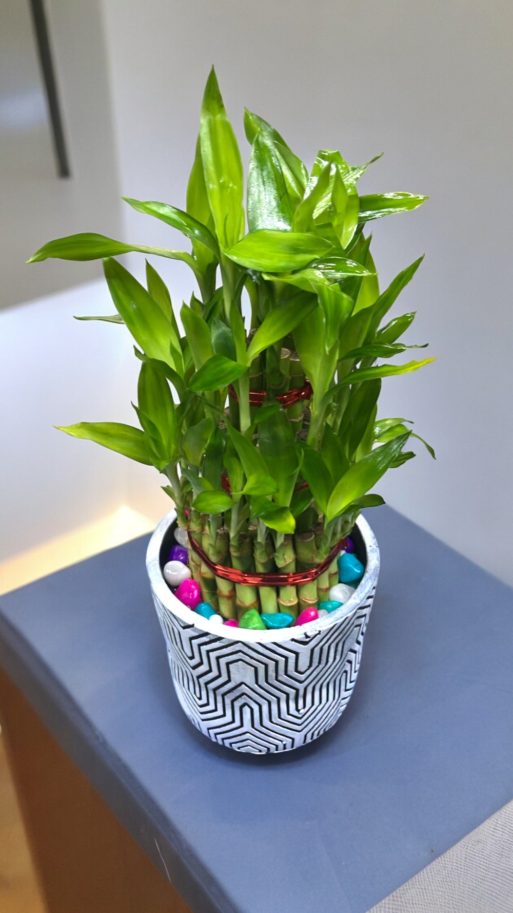  indoor plants in Bangalore