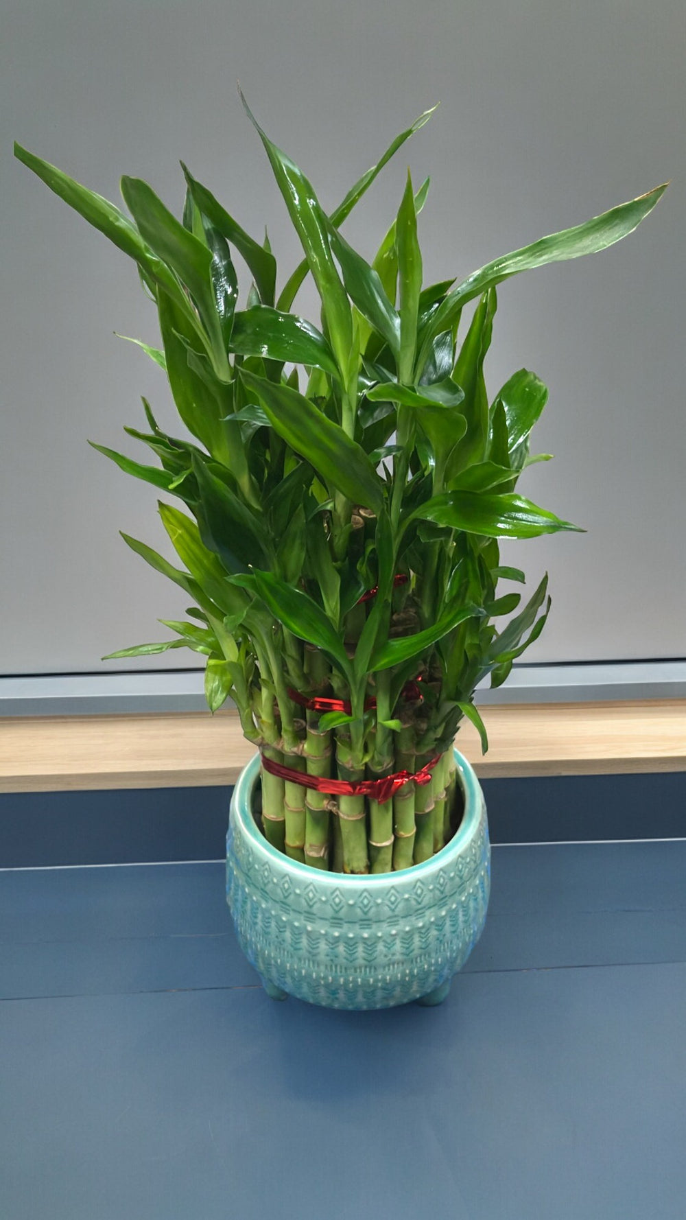 Indoor plant 