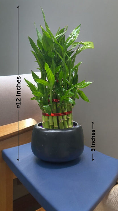 3 layer lucky bamboo plant online 