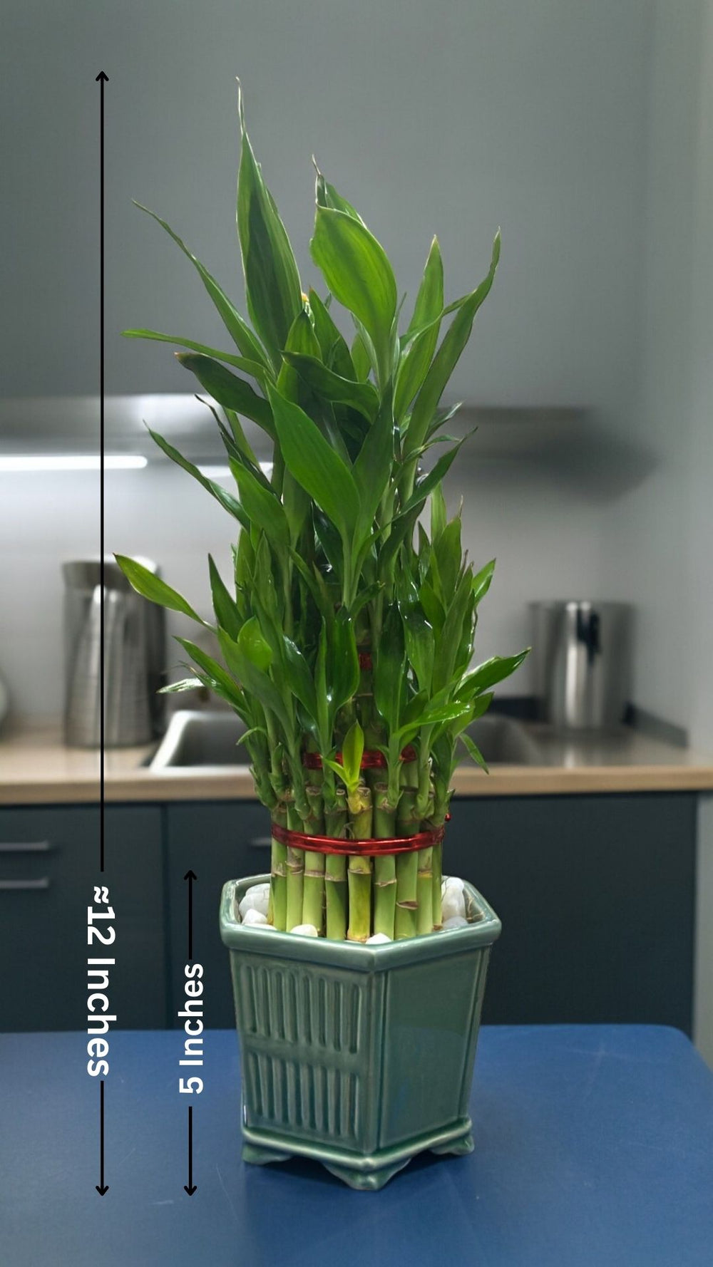 indoor plants 