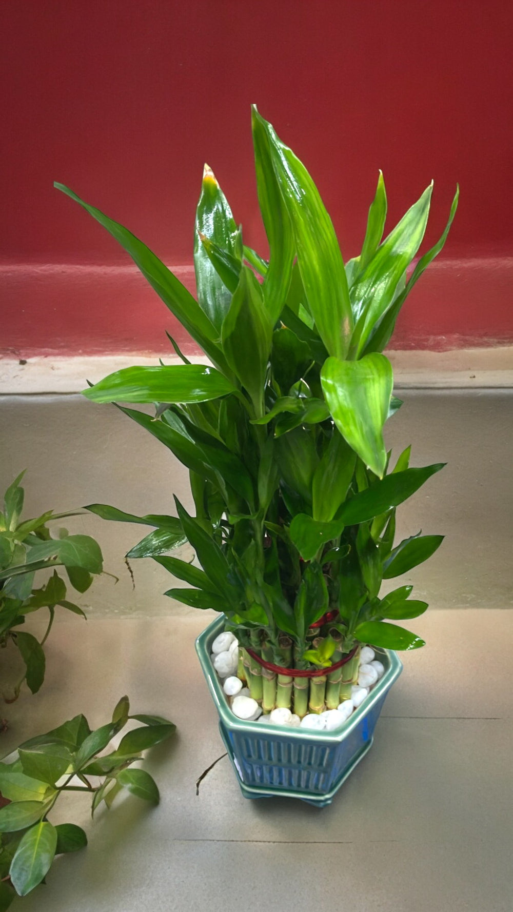 Indoor plant in Bangalore 