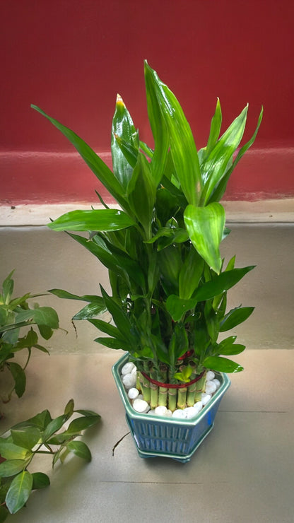 Indoor plant in Bangalore 