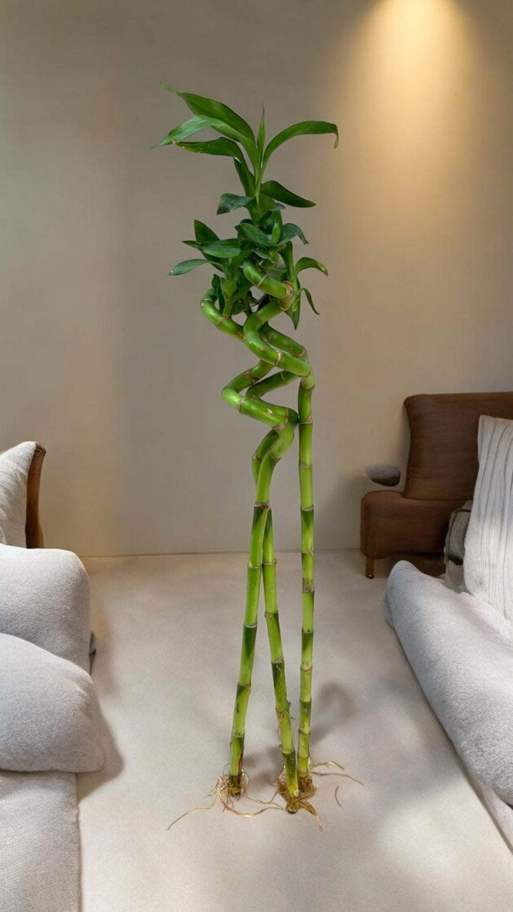 spiral lucky bamboo plant Near Bangalore 