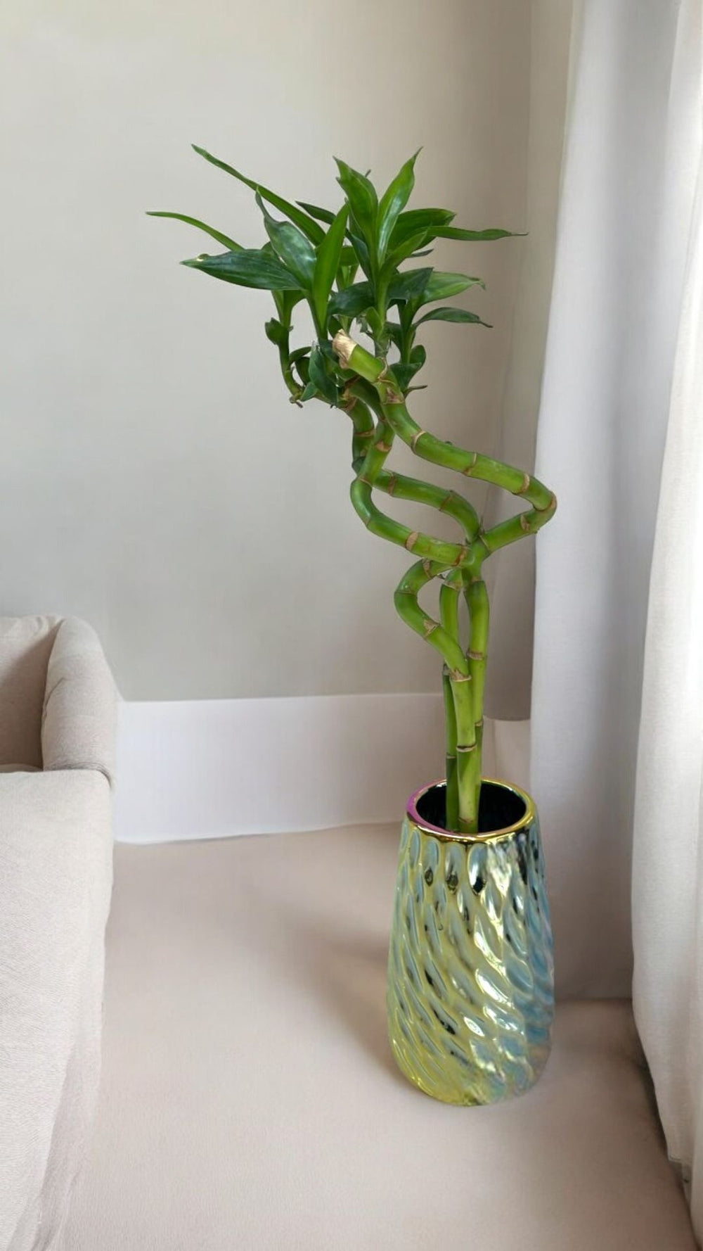 spiral lucky bamboo plant Near Bangalore