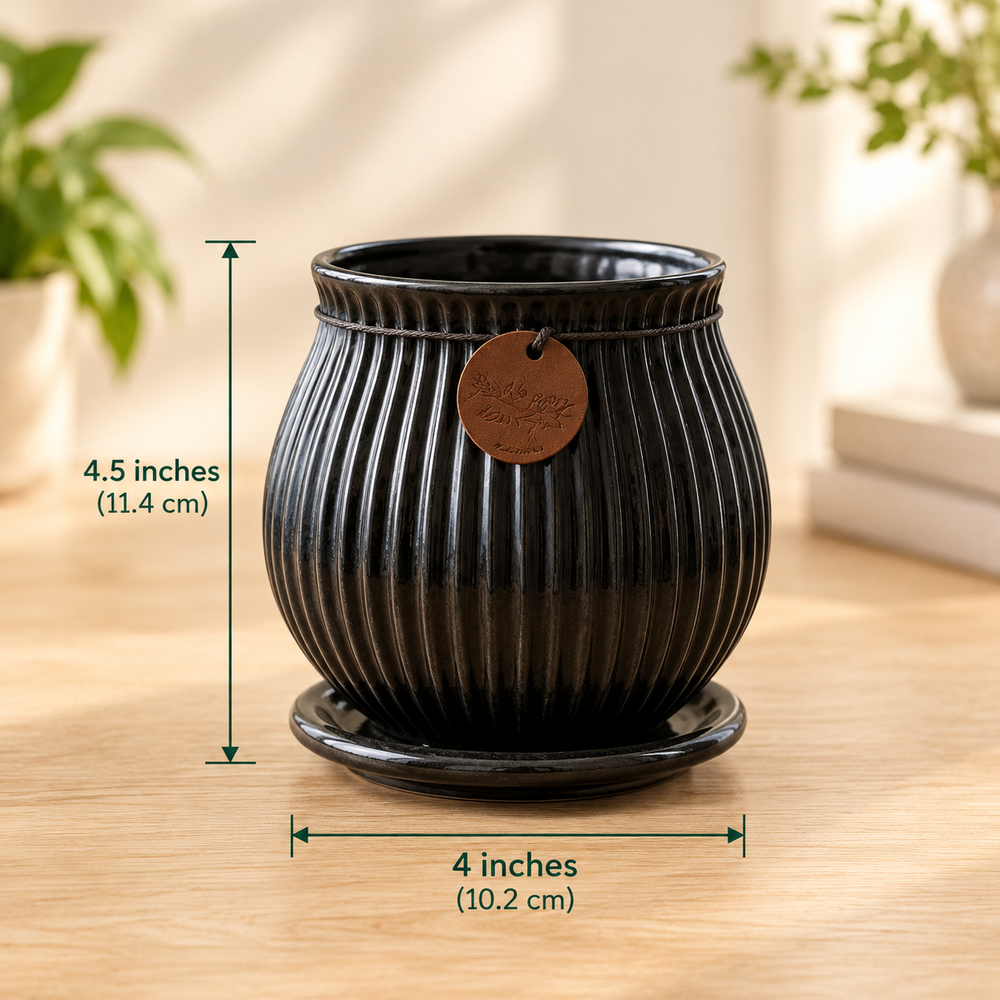Ribbed Belly Planter - Small in Black, with matching saucer