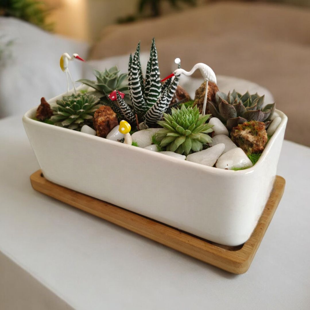 Designer planter with  Succulents