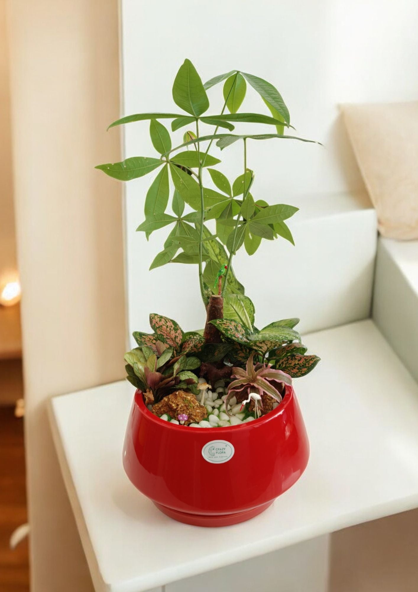 Designer planter with  Bonsai