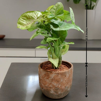 Syngonium Plant In Designer Pot Small