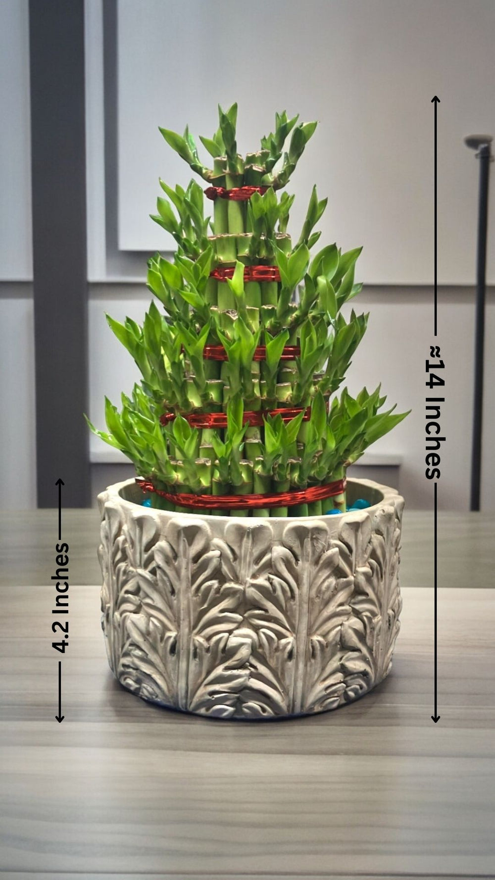  Indoor Plants  in Bangalore
