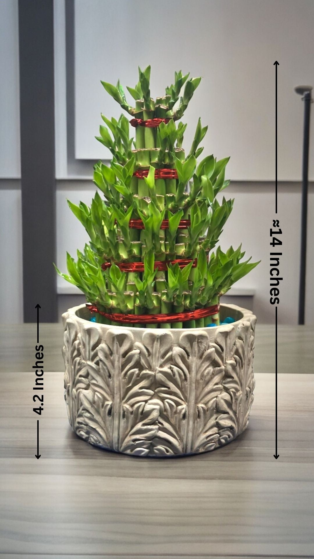  Indoor Plants  in Bangalore