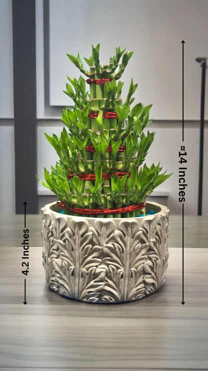  Indoor Plants  in Bangalore