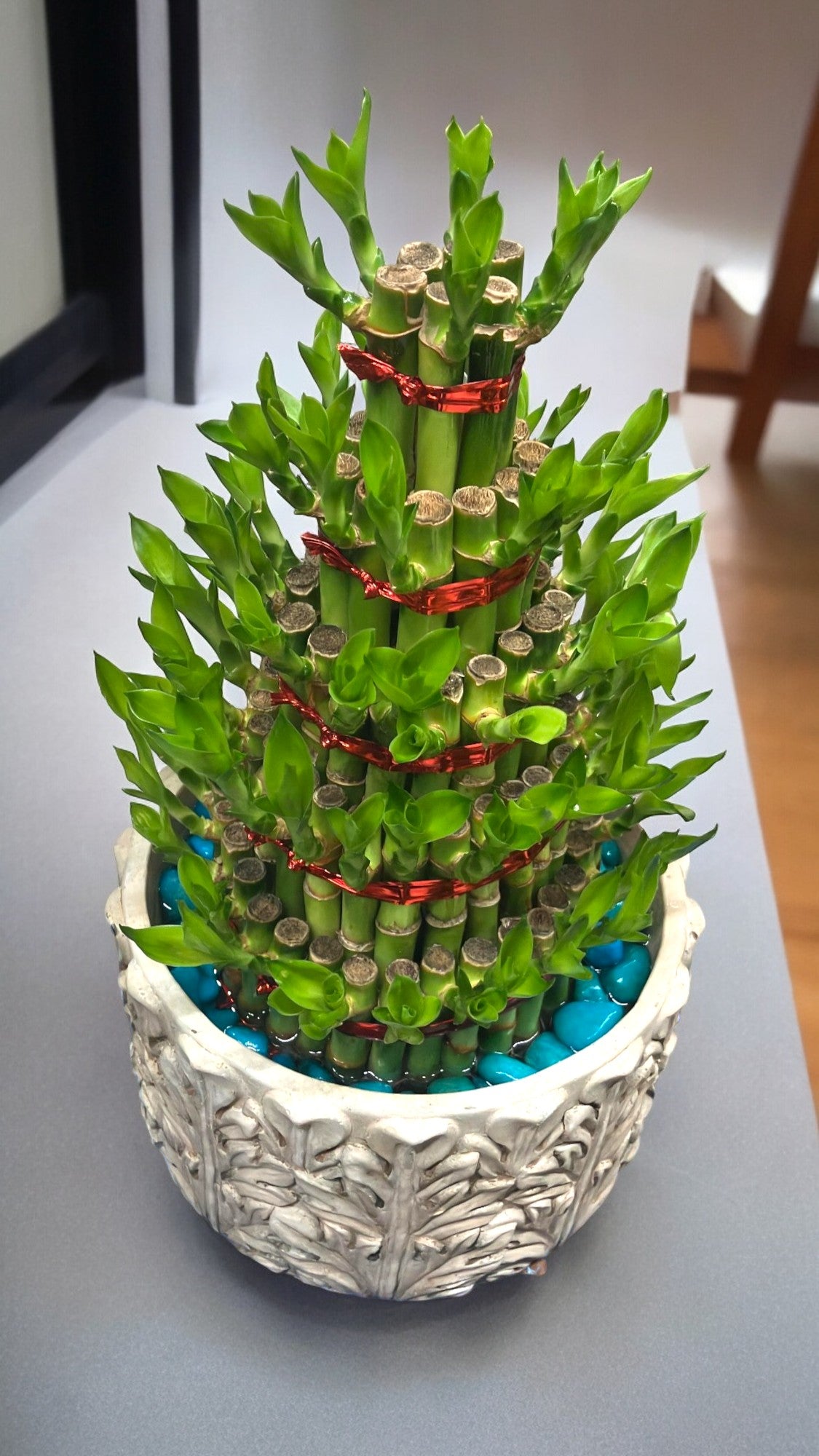 Indoor Plants 