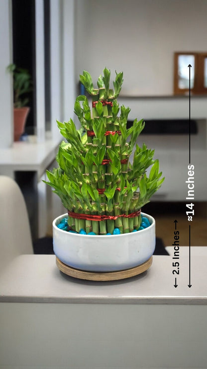 Indoor plants