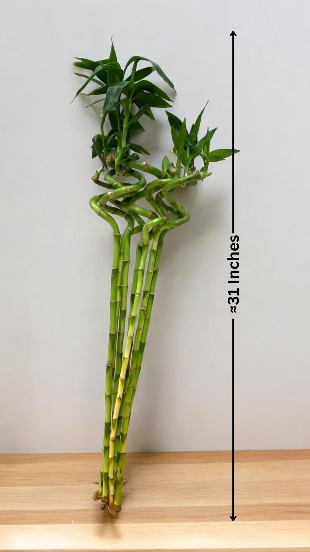 lucky bamboo spiral Near Bangalore 