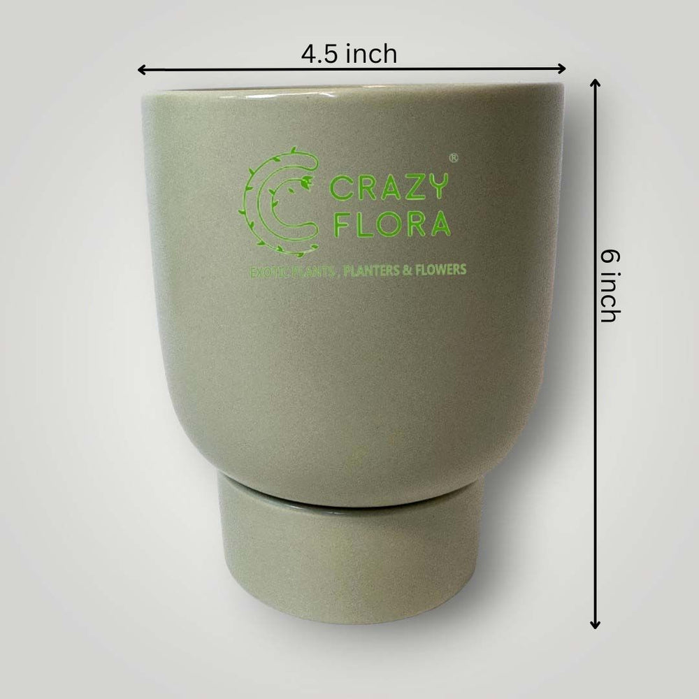 Cylinder Shape Planter