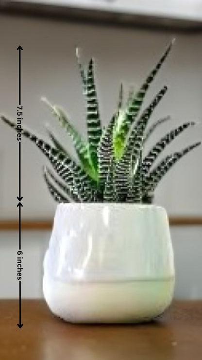 Zebra Haworthia Plant