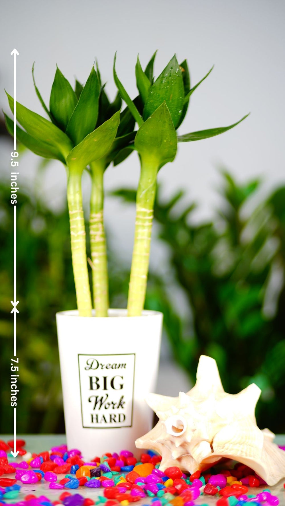 Water Lotus With Pot