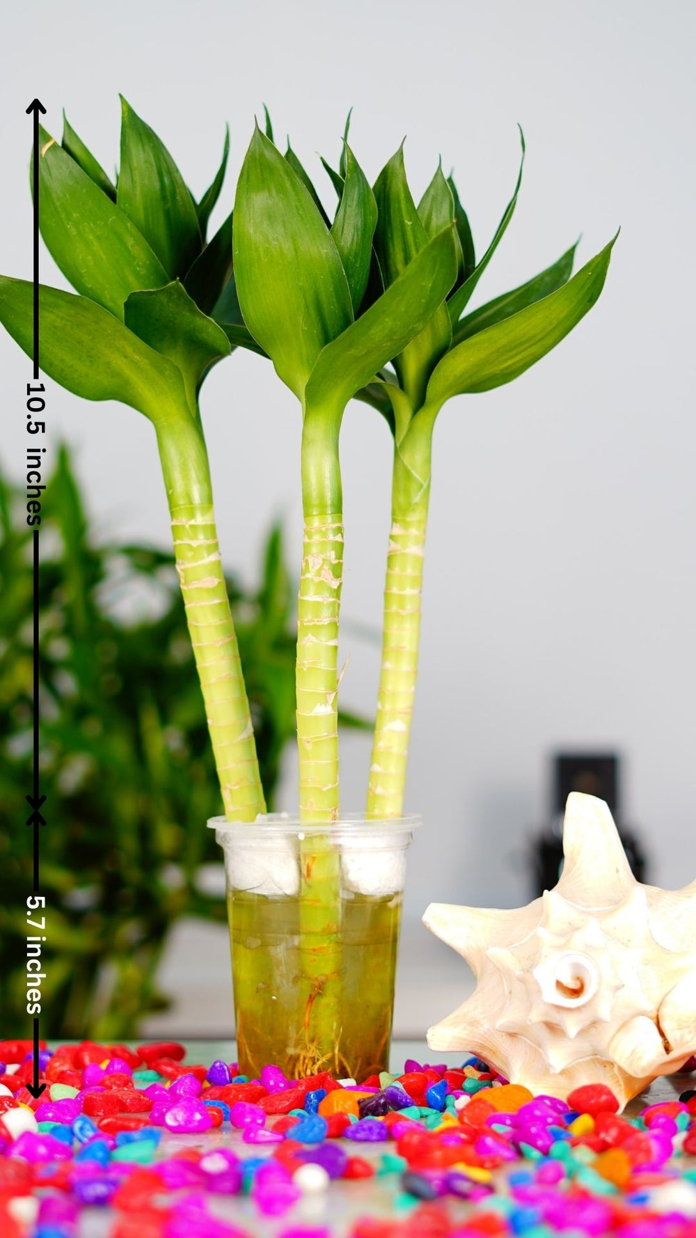 Water Lotus