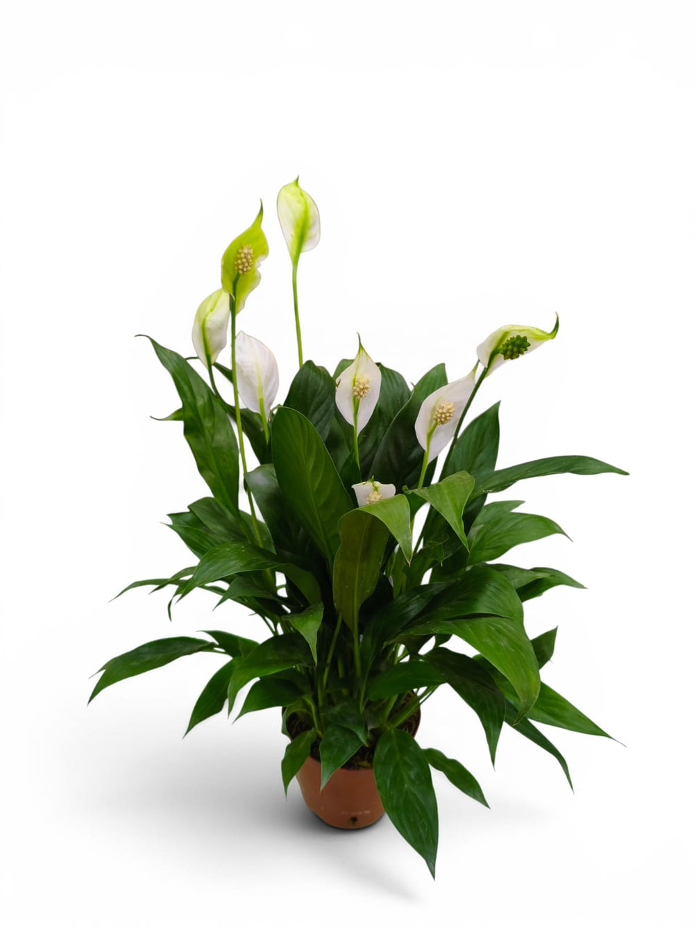 Peace Lily (Spathiphyllum wallisii)