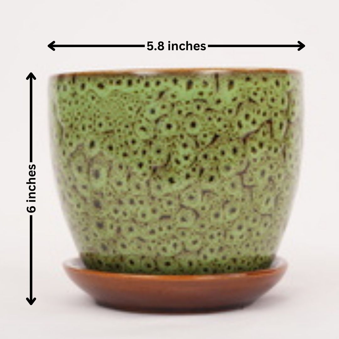 Design Pot with Tray