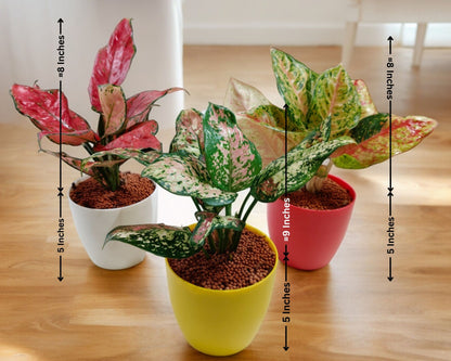 Air-Purifier Combo Rolling Nature Syngonium Plant