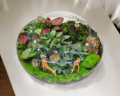 Designer plants With Aglaonema Terrarium