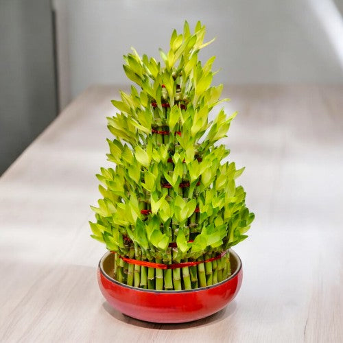 spiral bamboo plant online near Bangalore