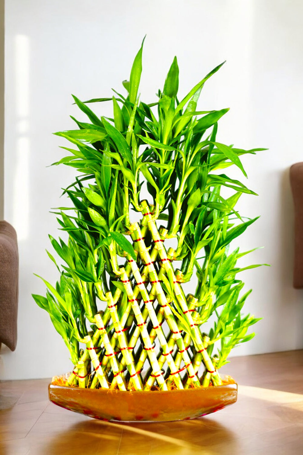 Indoor plants safe home delivery 