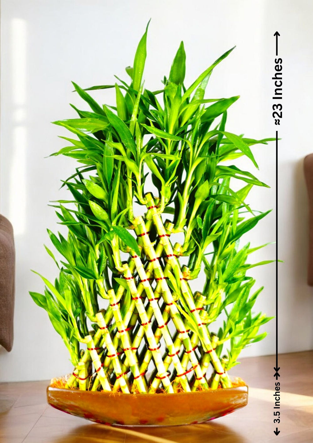  Indoor plants safe home delivery 