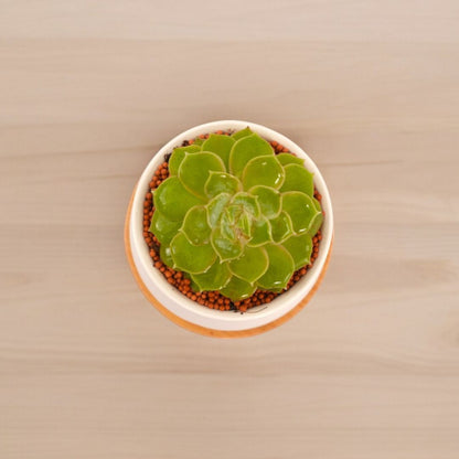 Succulent Plant