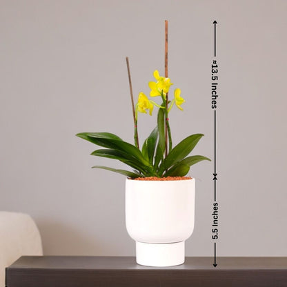 Phalaenopsis Plants