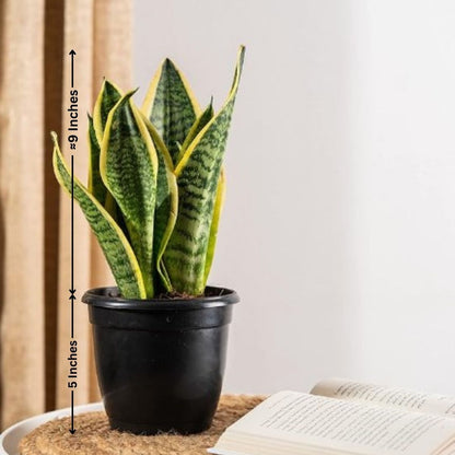 Snake Plant