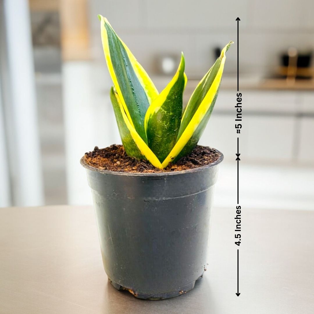 Snake Plant Gold – Dwarf