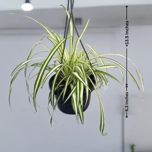 Spider Plant Hanging Pot