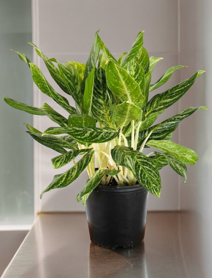  Plants Online in Bangalore for Sale