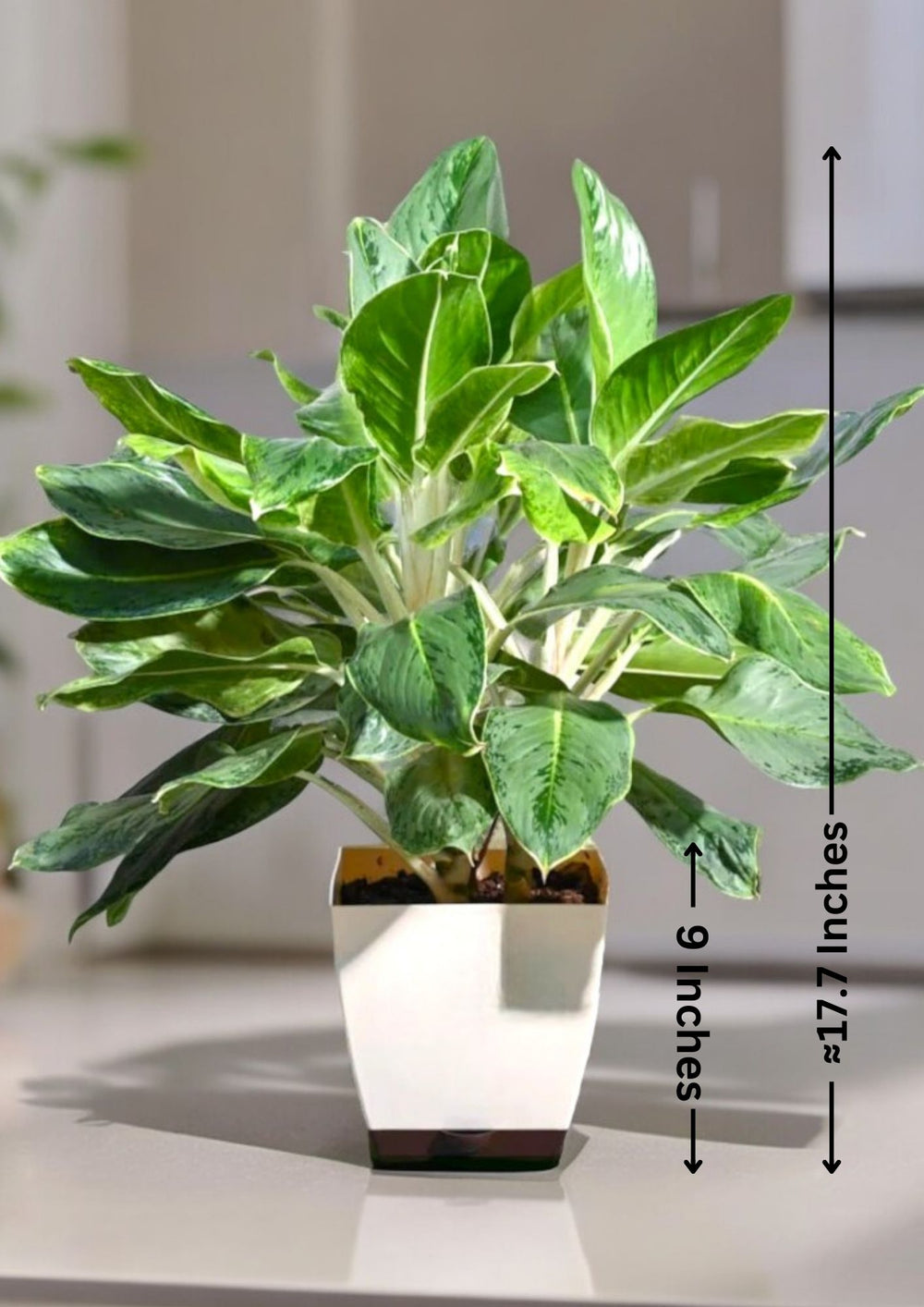  Indoor plant shops in Bangalore