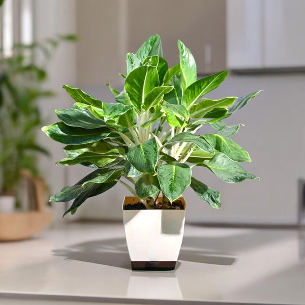  shop indoor plants in Bangalore