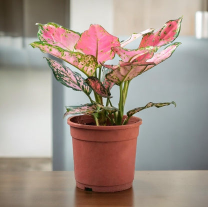 pink aglaonema plant Aglaonema Pink Plant – Crazyflora