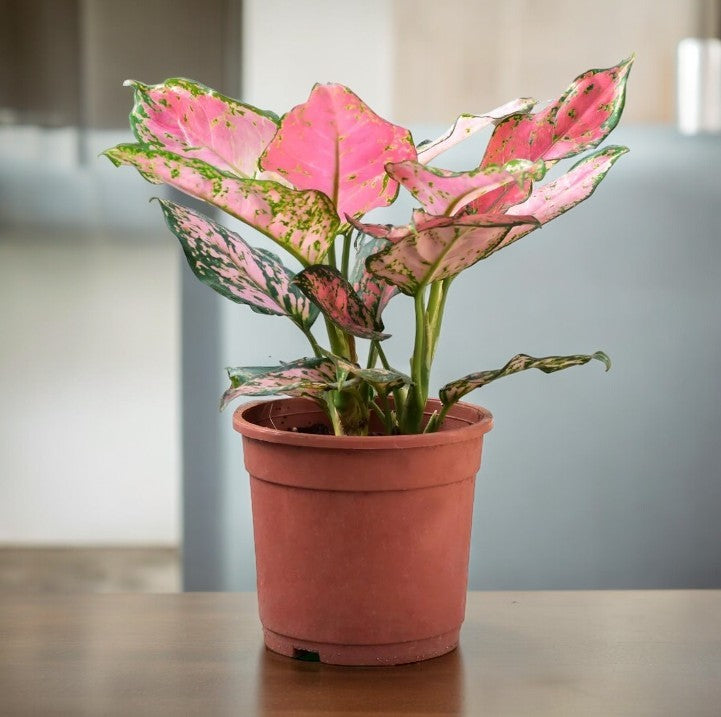 Best indoor plants for Bangalore homes