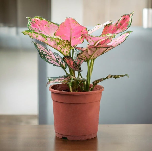 Aglaonema Pink plant with pink and green variegated leaves in a plastic grow pot