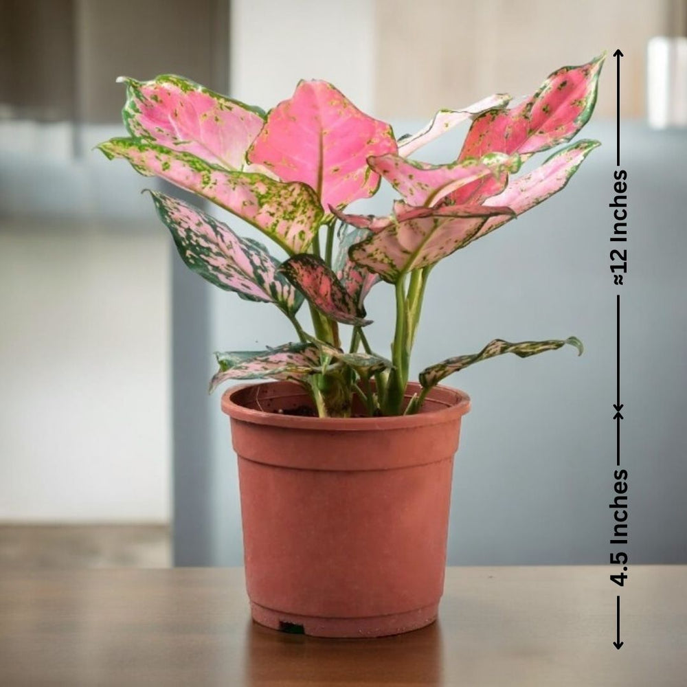 indoor plants 