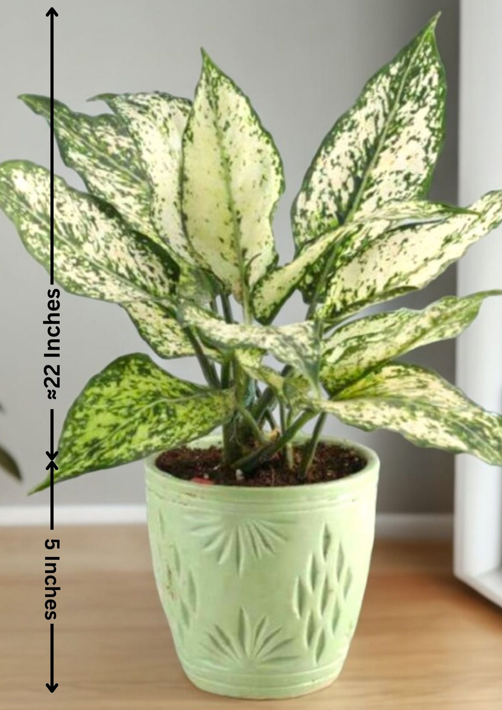Best plant nurseries in Bangalore