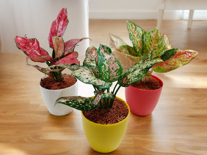 aglaonema air purifier Air-Purifier Combo Rolling Nature Syngonium Plant – Crazyflora