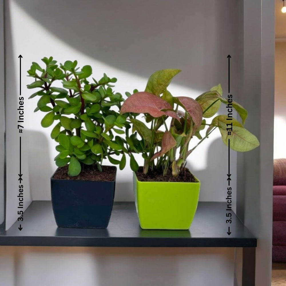 Indoor plant care Bangalore