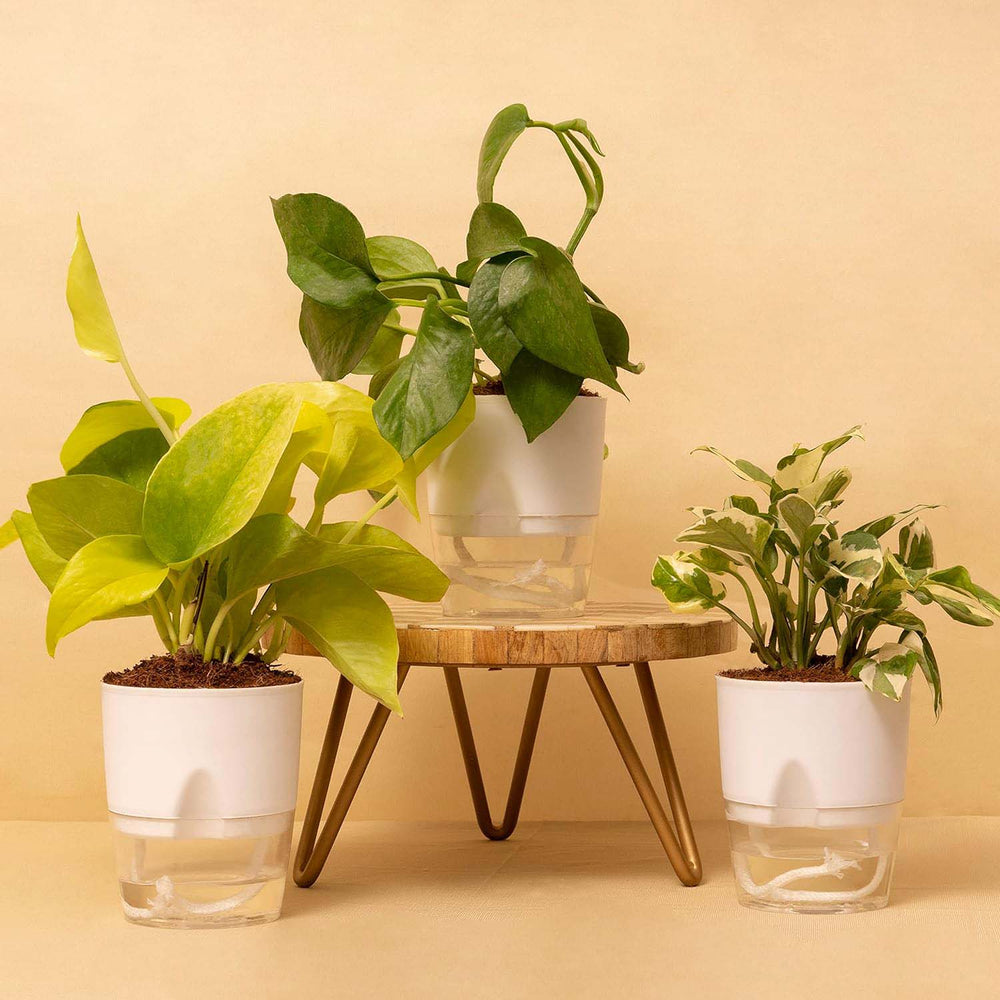  Indoor Plants for Home in Bangalore