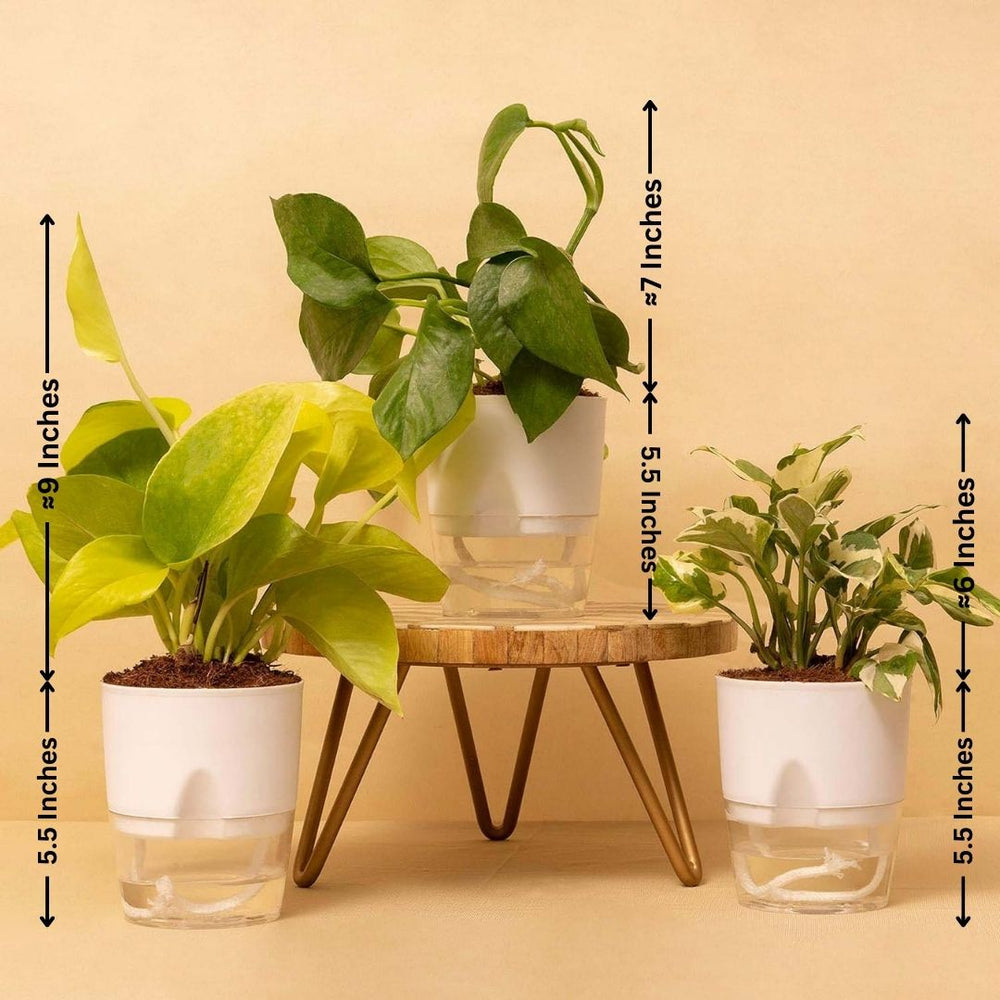 Plants Online in Bangalore for Sale