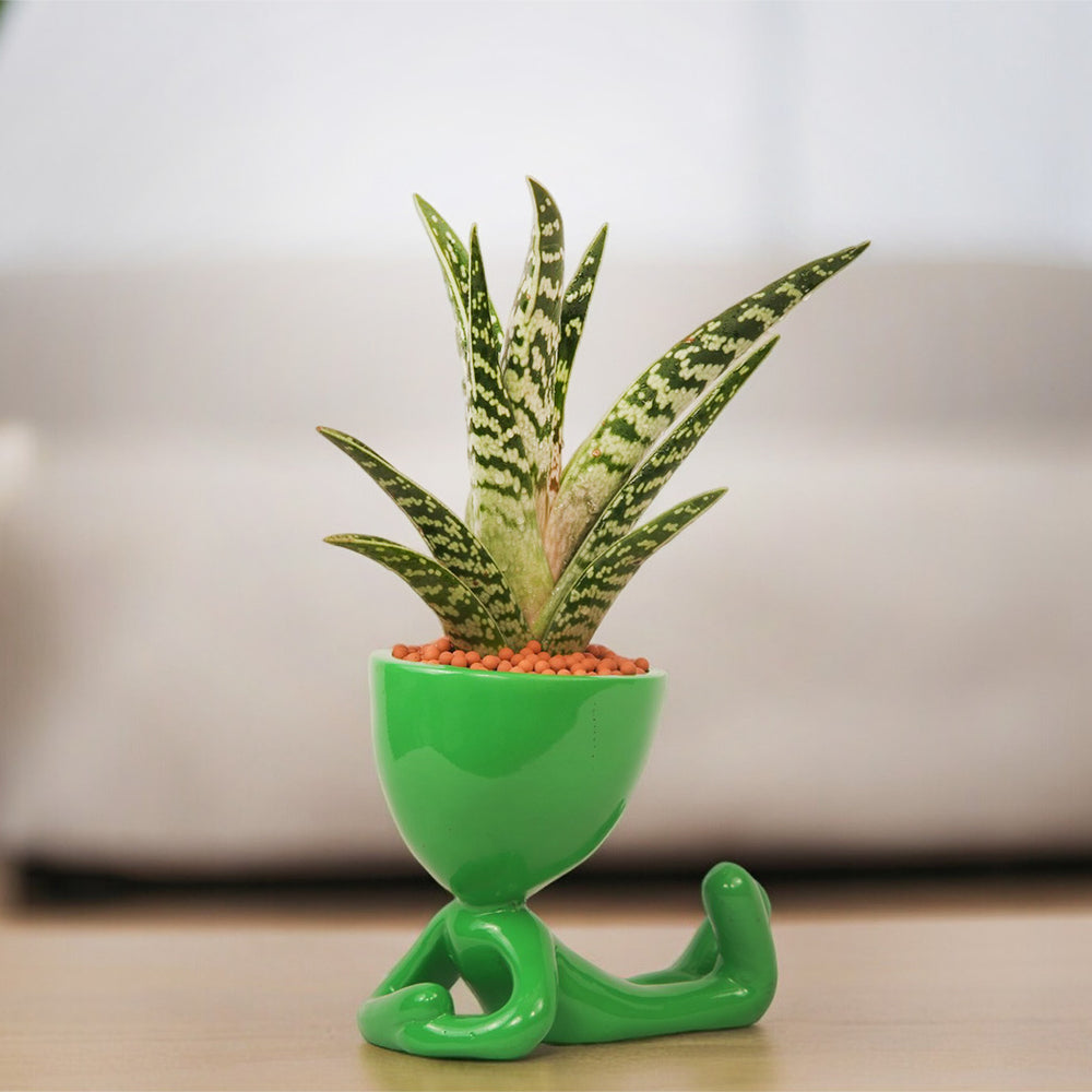 Aloe Vera Plant – Healing & Air-Purifying Indoor Plant