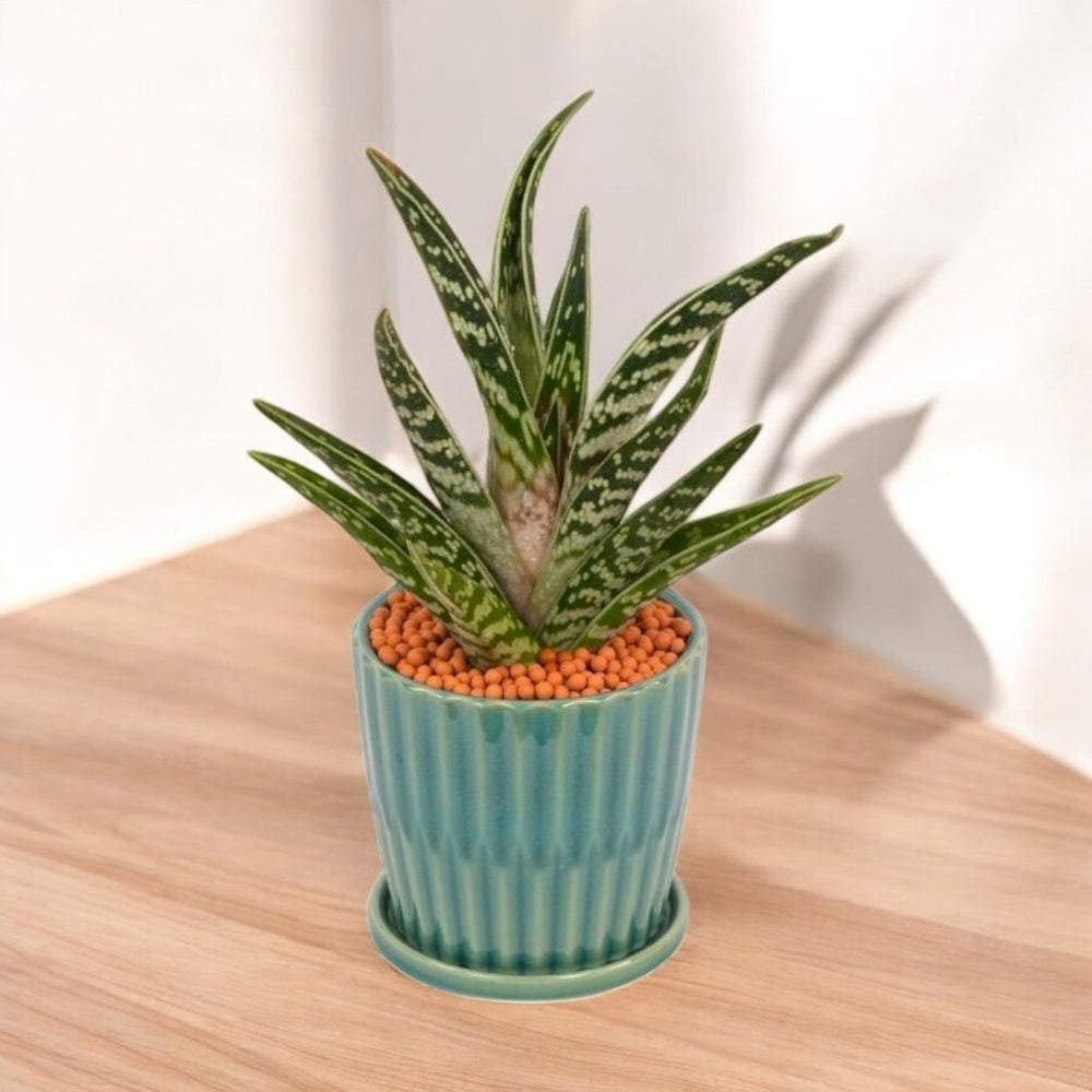 Alovera Plant