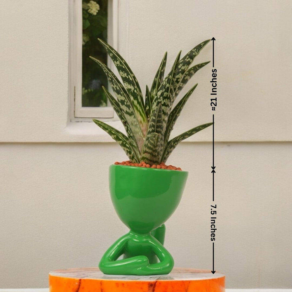 Best Outdoor Plants Bangalore
