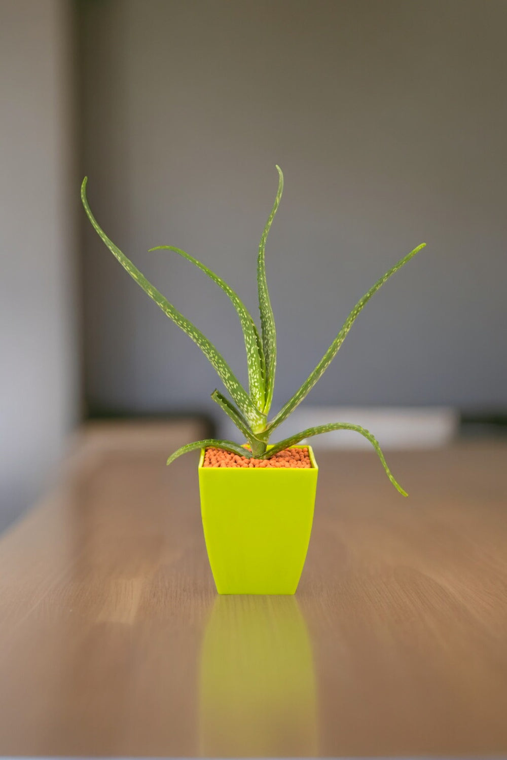 Buy Outdoor Plants Bangalore